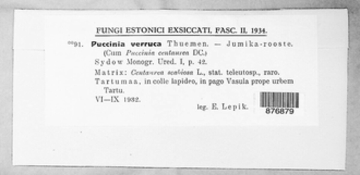Puccinia verruca image